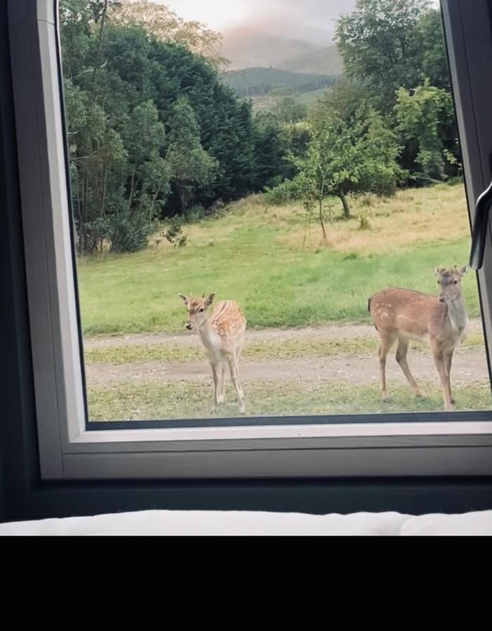 Enniskeen Estate&forest - Boutique Riverside Glamping Newcastle (Down)